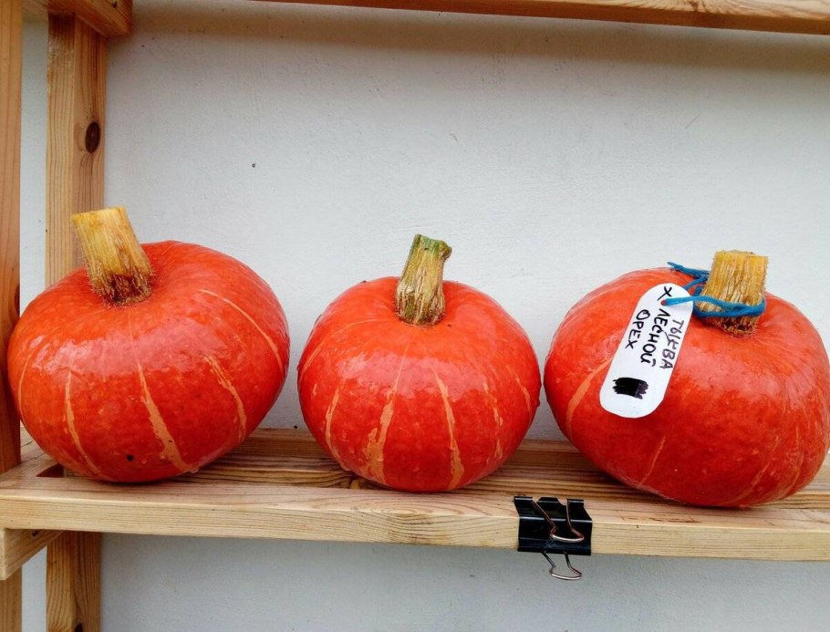 Тыква f1 Лесной орех