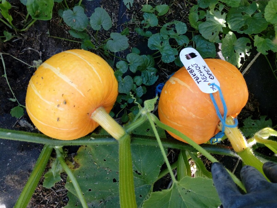 Гавриш тыква орешек