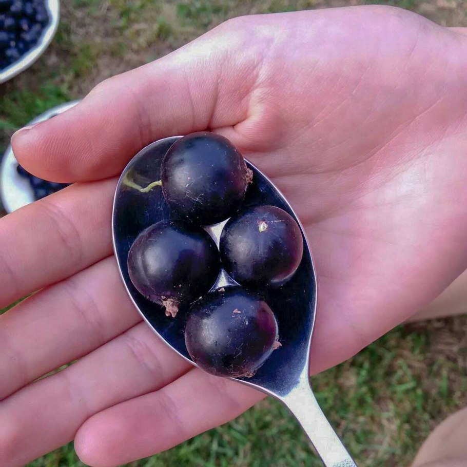 Смородина черная ядреная