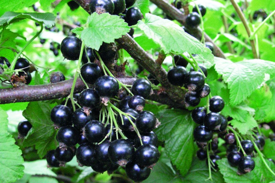 Смородина черная Юбилейная Копаня