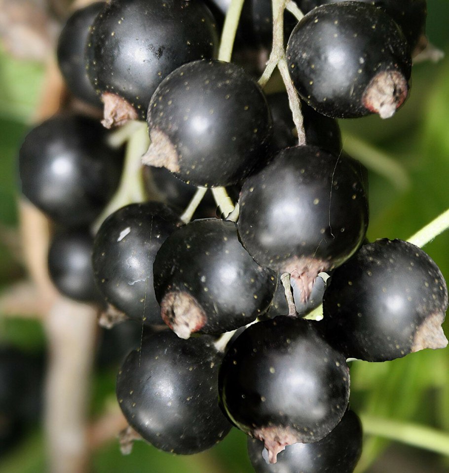 Багира сорт черной смородины