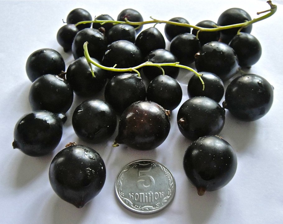 Сорт черной смородины Литвиновская