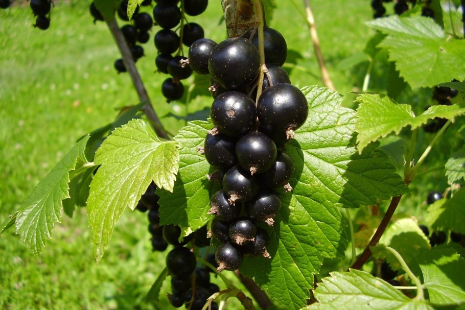 Смородина черная - ribes nigrum l.