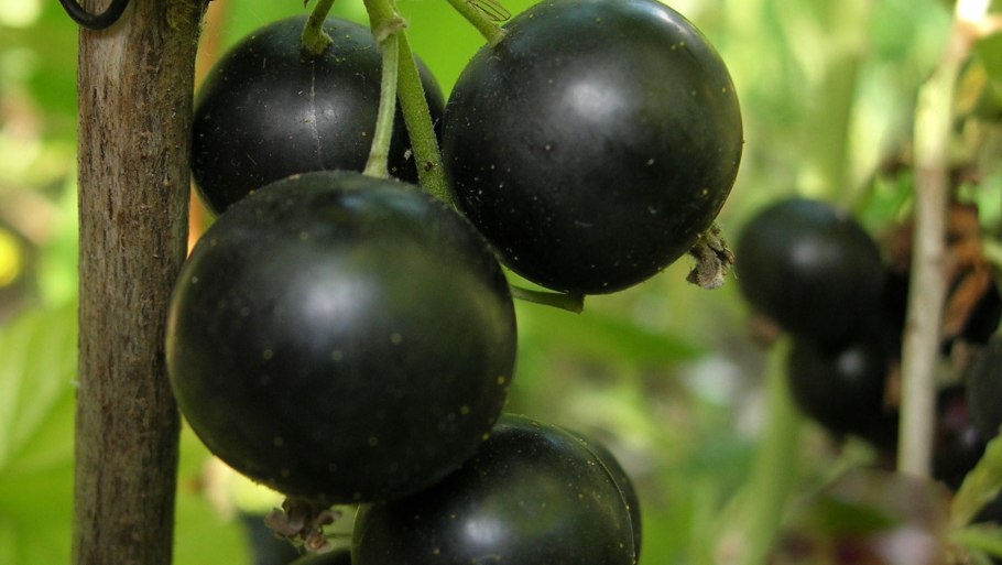 Смородина черная ядреная