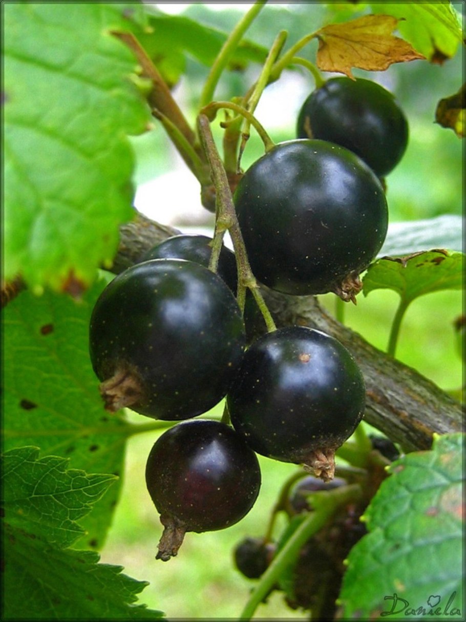 Смородина разноволосая