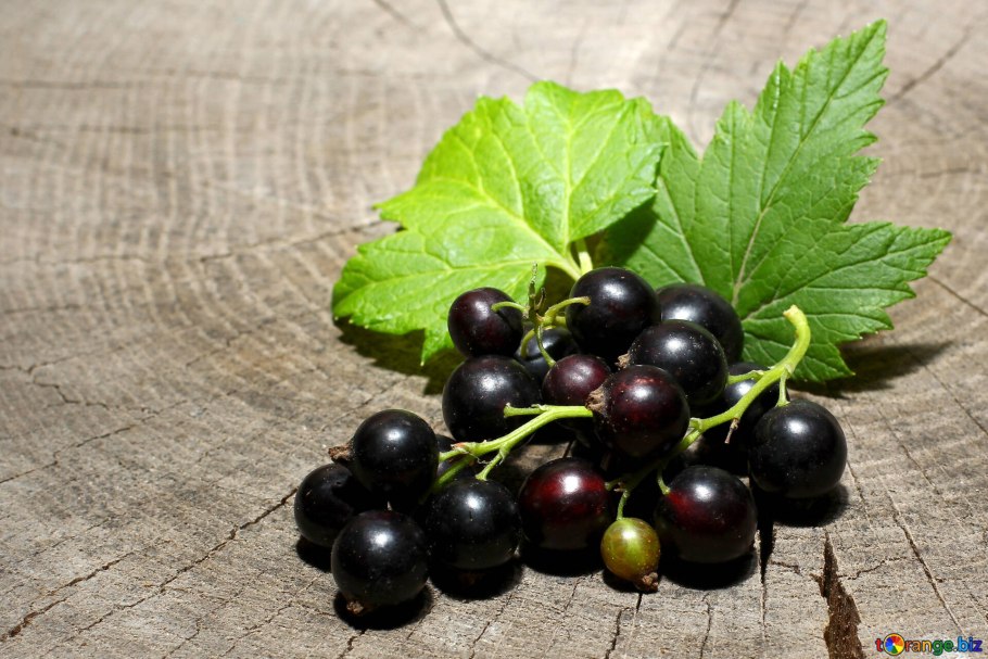 Смородина черная Севчанка