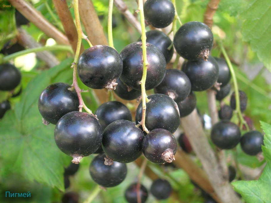 Смородина черная Рита