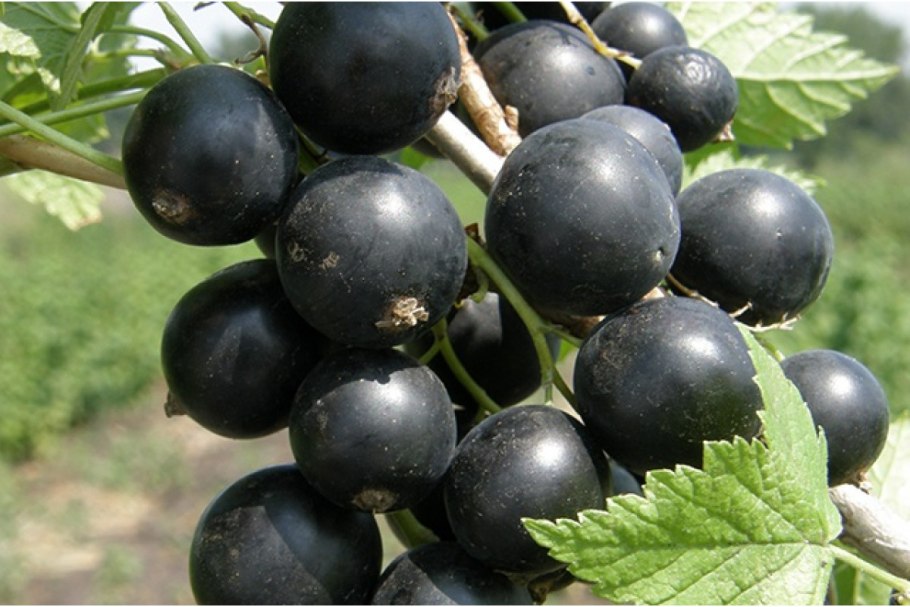 Смородина Селеченская 2