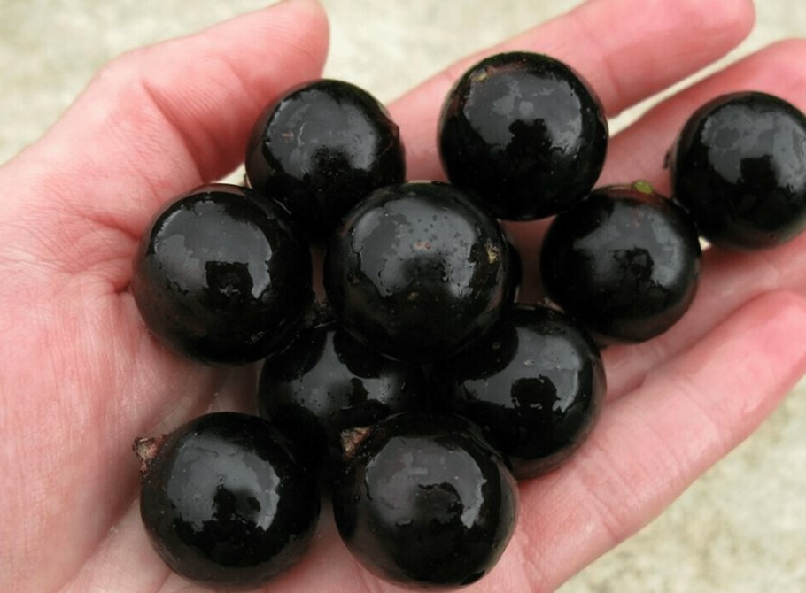 Смородина черная (ribes nigrum &#96;ядреная&#96;) 2-х Летка