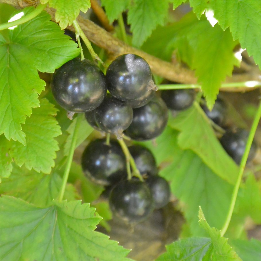 Черная смородина Нестор Козин