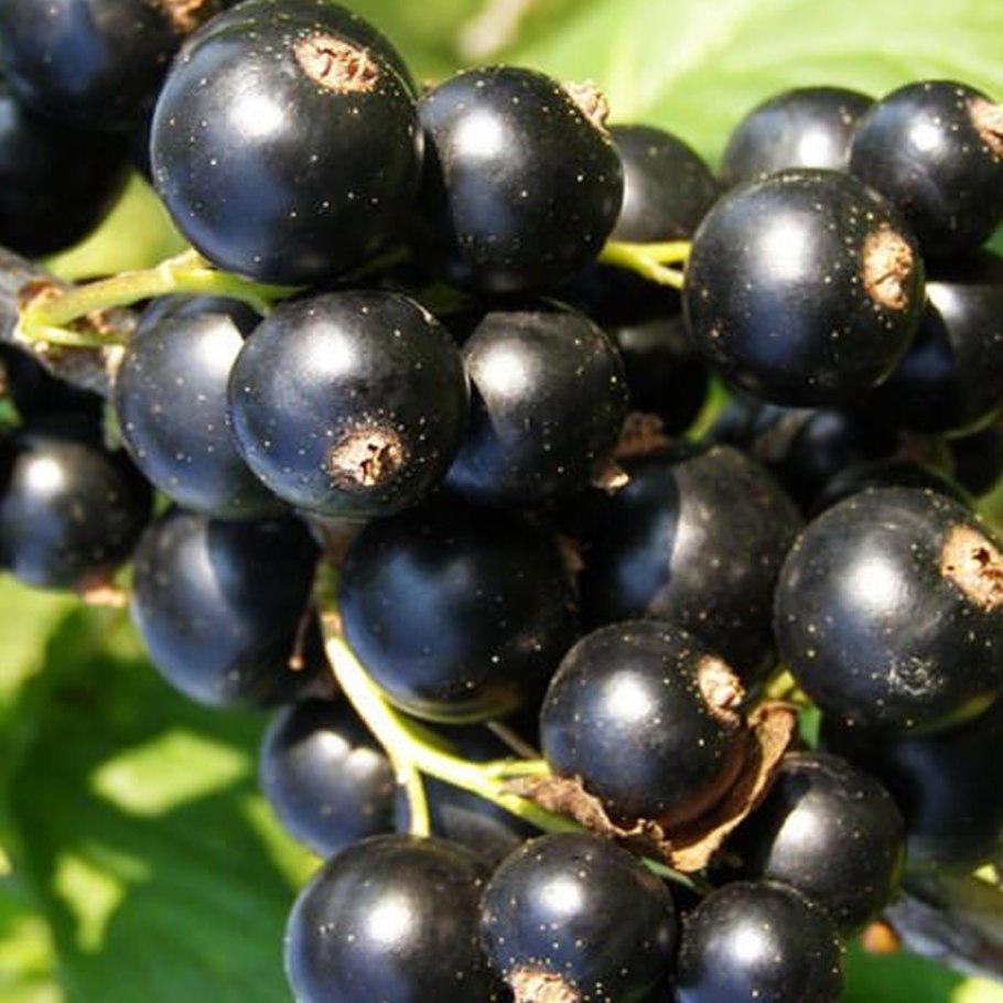 Смородина черная ядреная