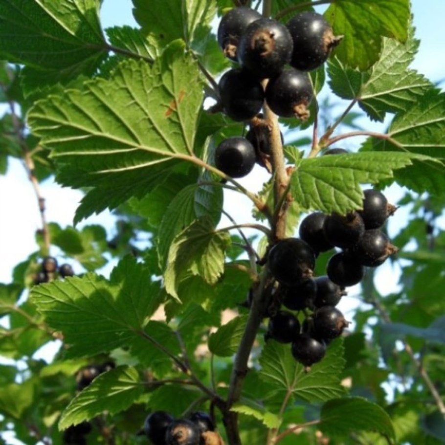 Смородина Багира куст