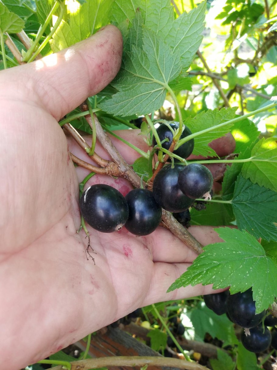 Черная смородина Сеченская