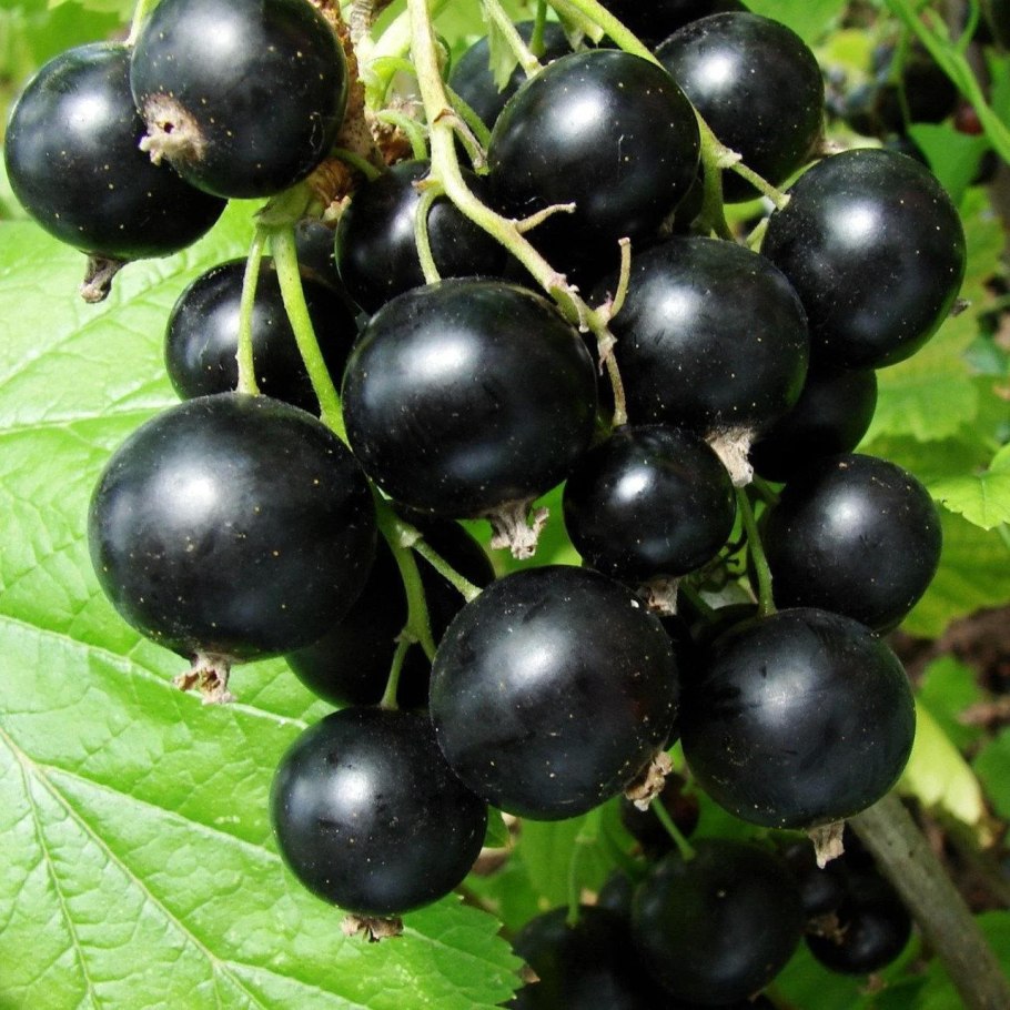 Смородина черная черный жемчуг