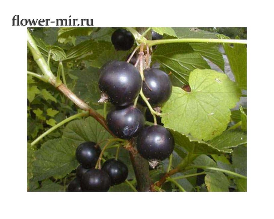 Смородина черная Селеченская