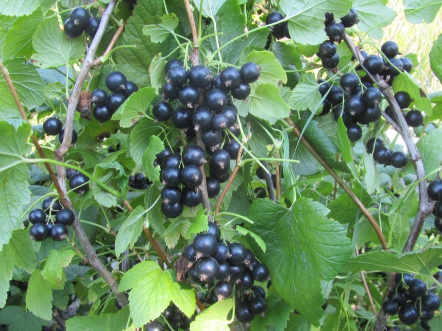 Смородина сорт Пигмей