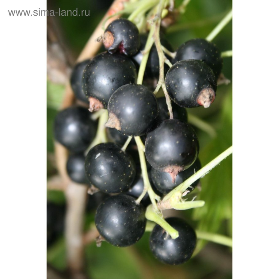 Смородина черная Селеченская Экстра