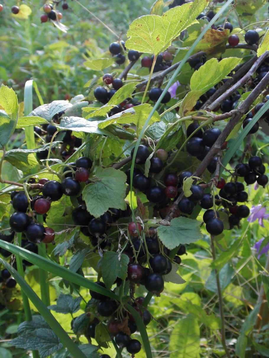 Смородина черная "черный жемчуг" (2-4 ветки)