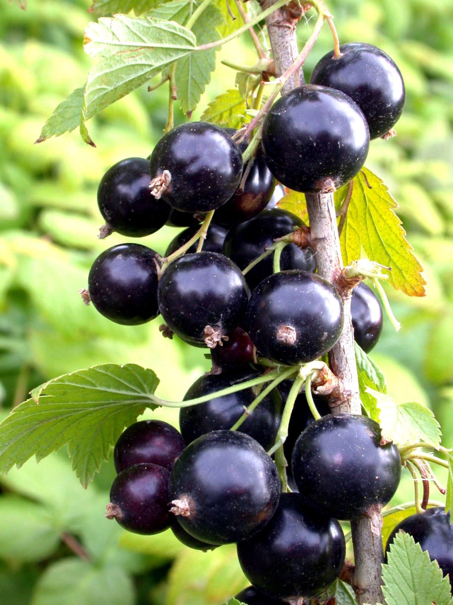 Смородина Литвиновская