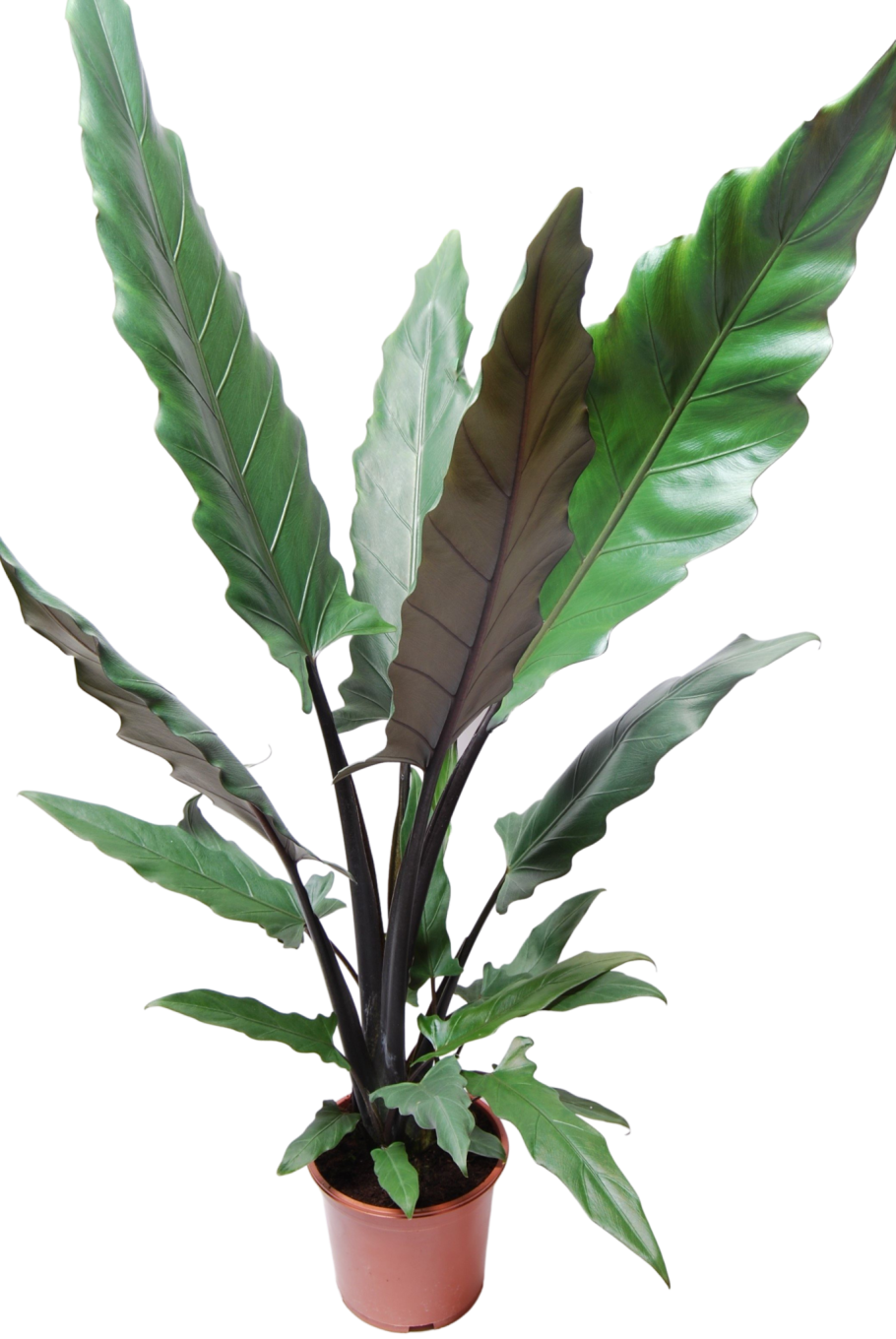 Алоказия Нью Гвинея Голд