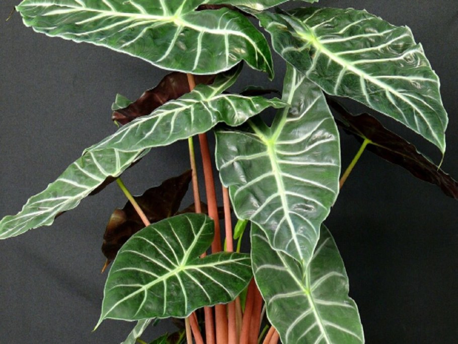 Alocasia lauterbachiana/алоказия Лаутербахиана