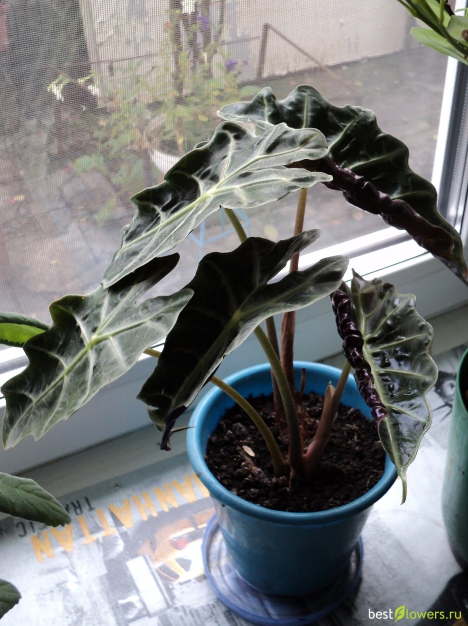 Алоказия перпл Сворд