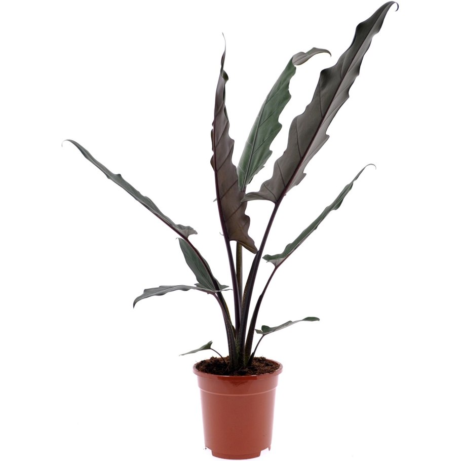 Алоказия Лаутербахиана (lauterbachiana