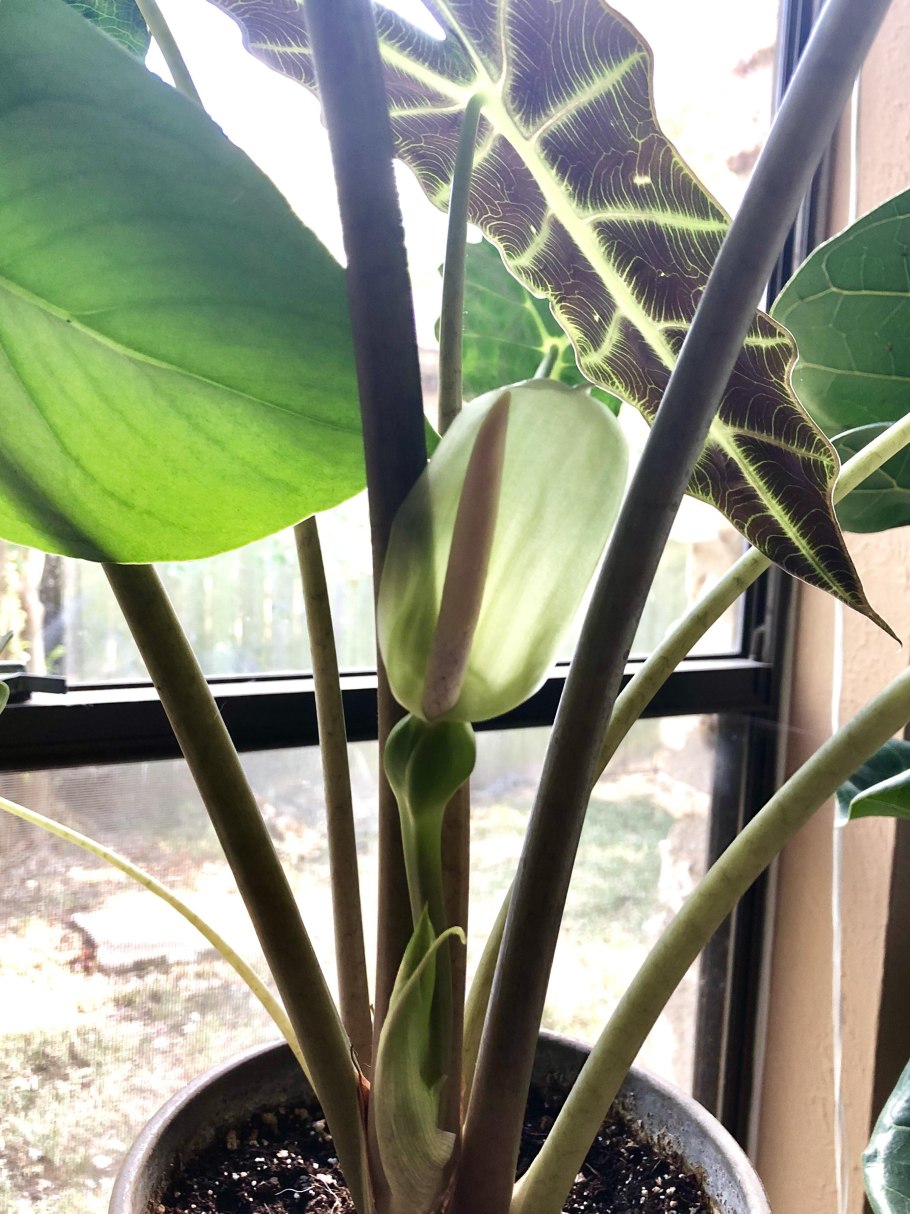 Алоказия Небула Империал