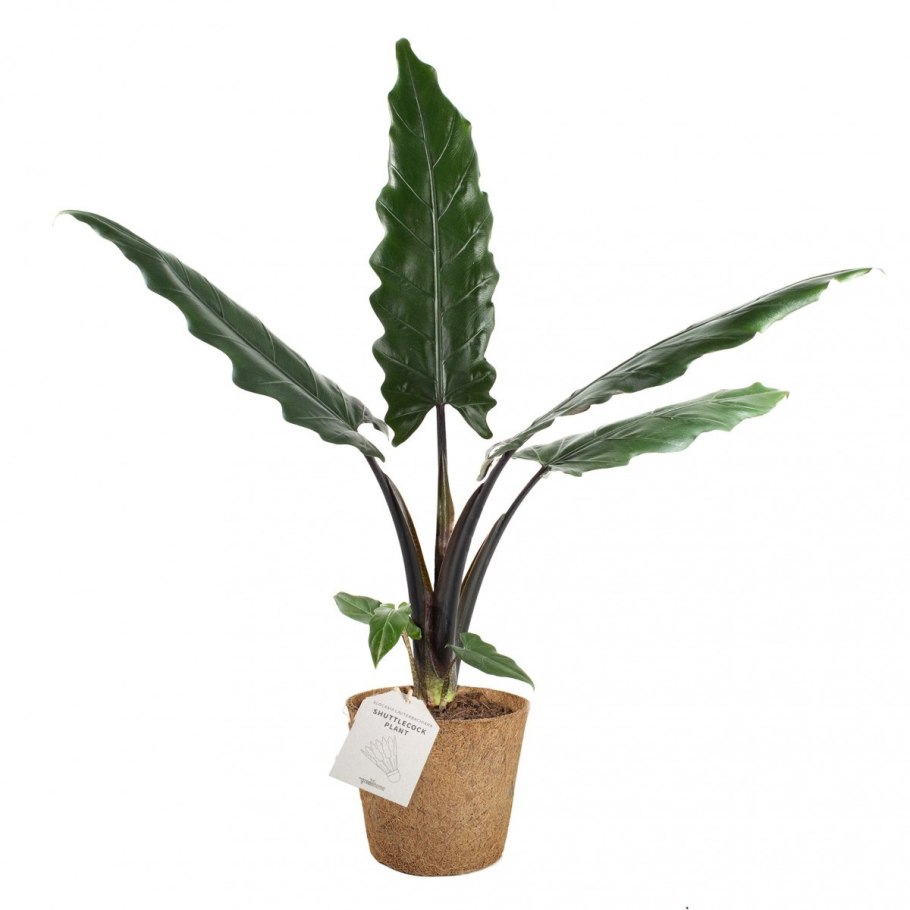 Алоказия lauterbachiana