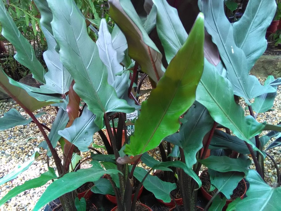Алоказия lauterbachiana