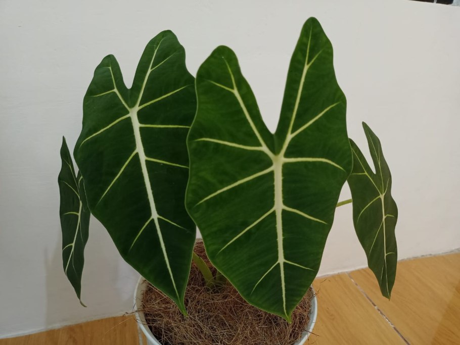 Алоказия Сандера цветение