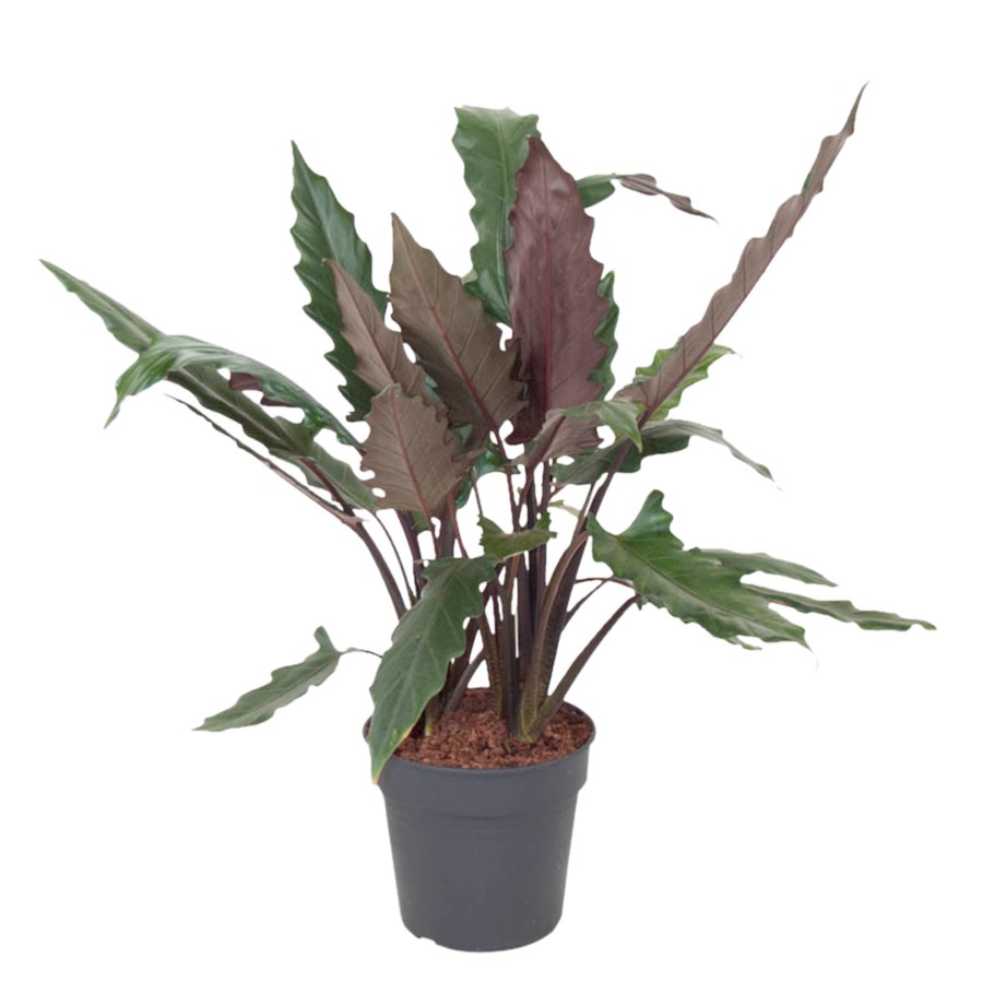 Алоказия Мишольца