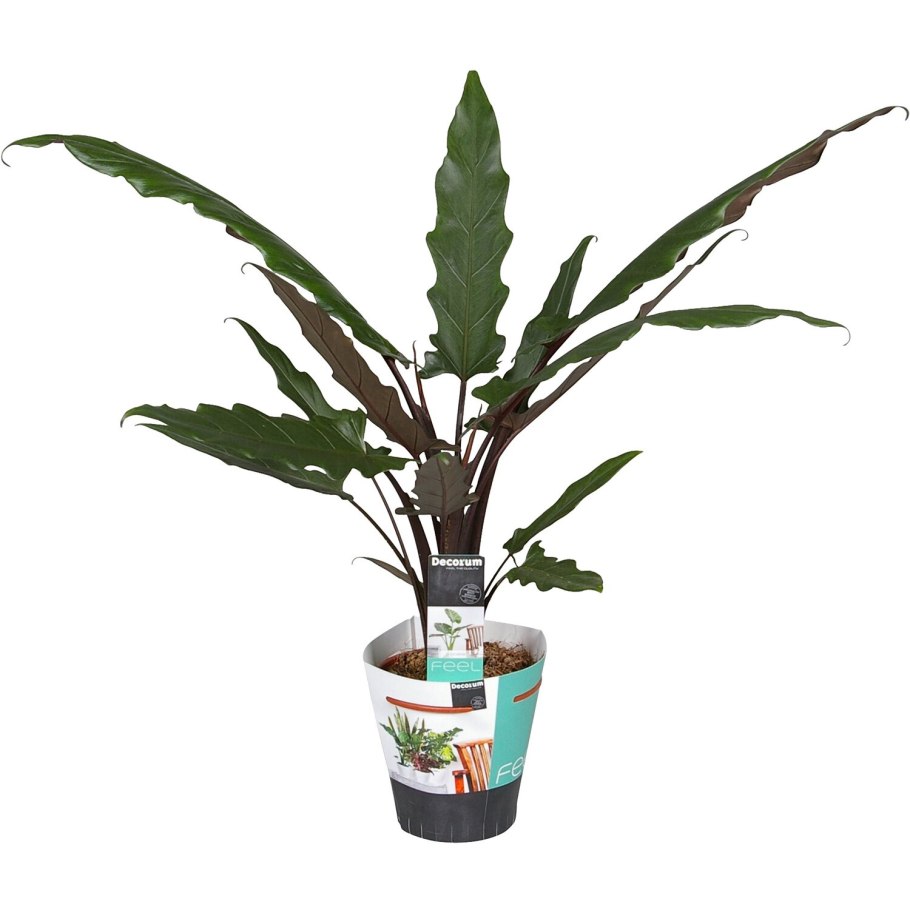 Алоказия lauterbachiana