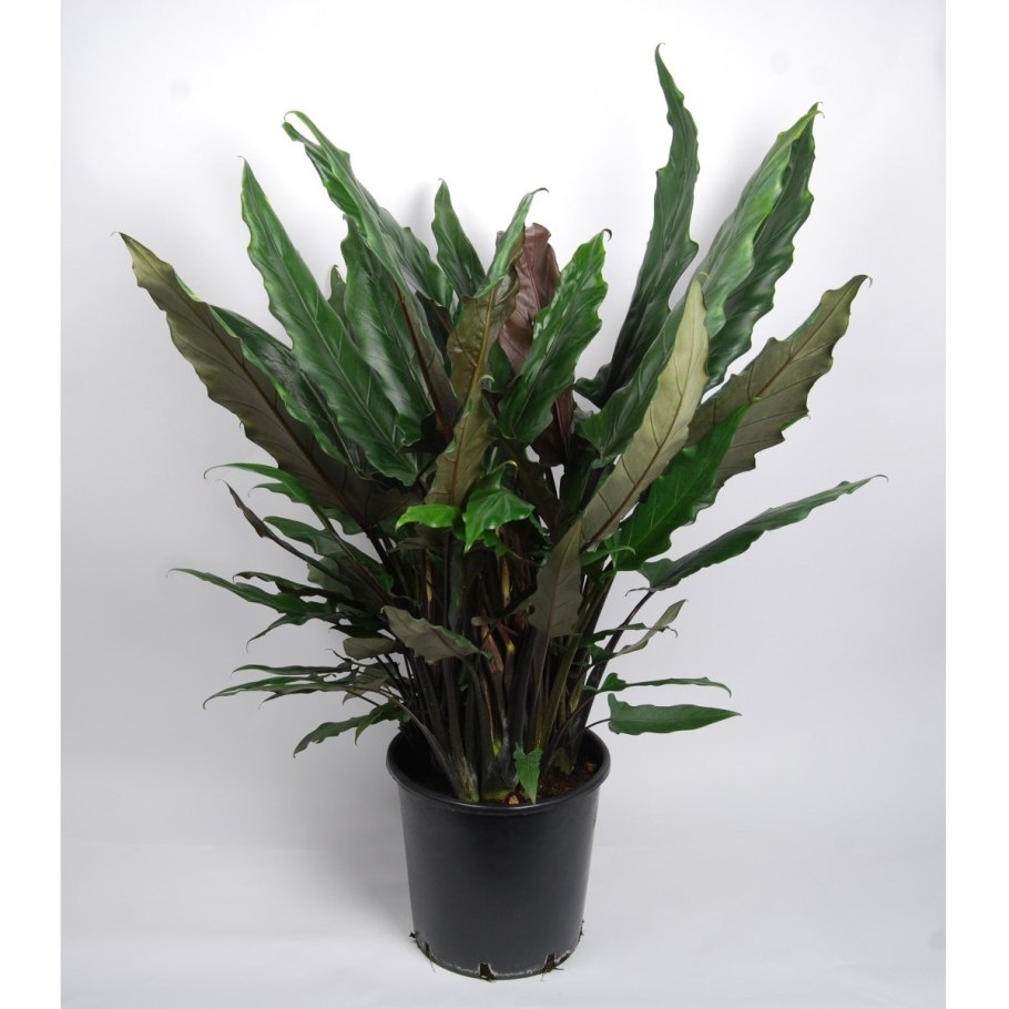 Алоказия lauterbachiana deco