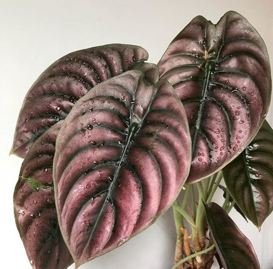 Алоказия Венти