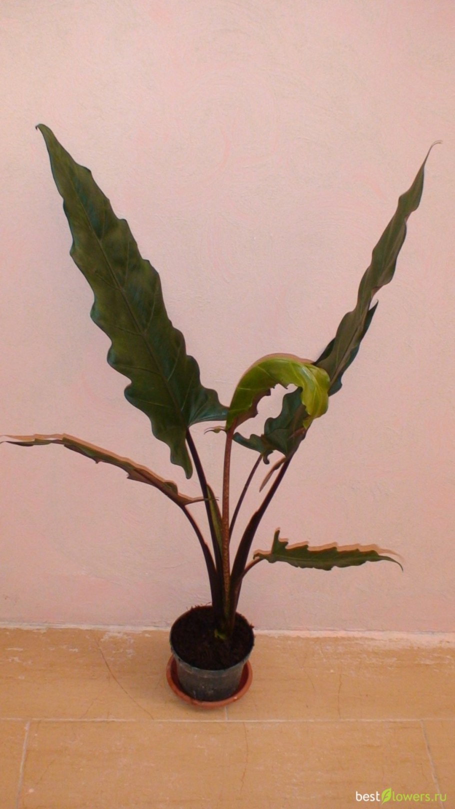 Алоказия Африканская принцесса