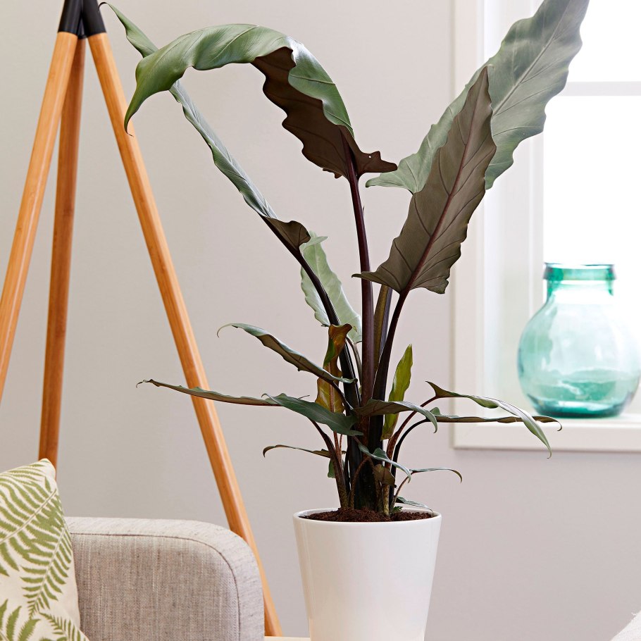 Алоказия макрориза