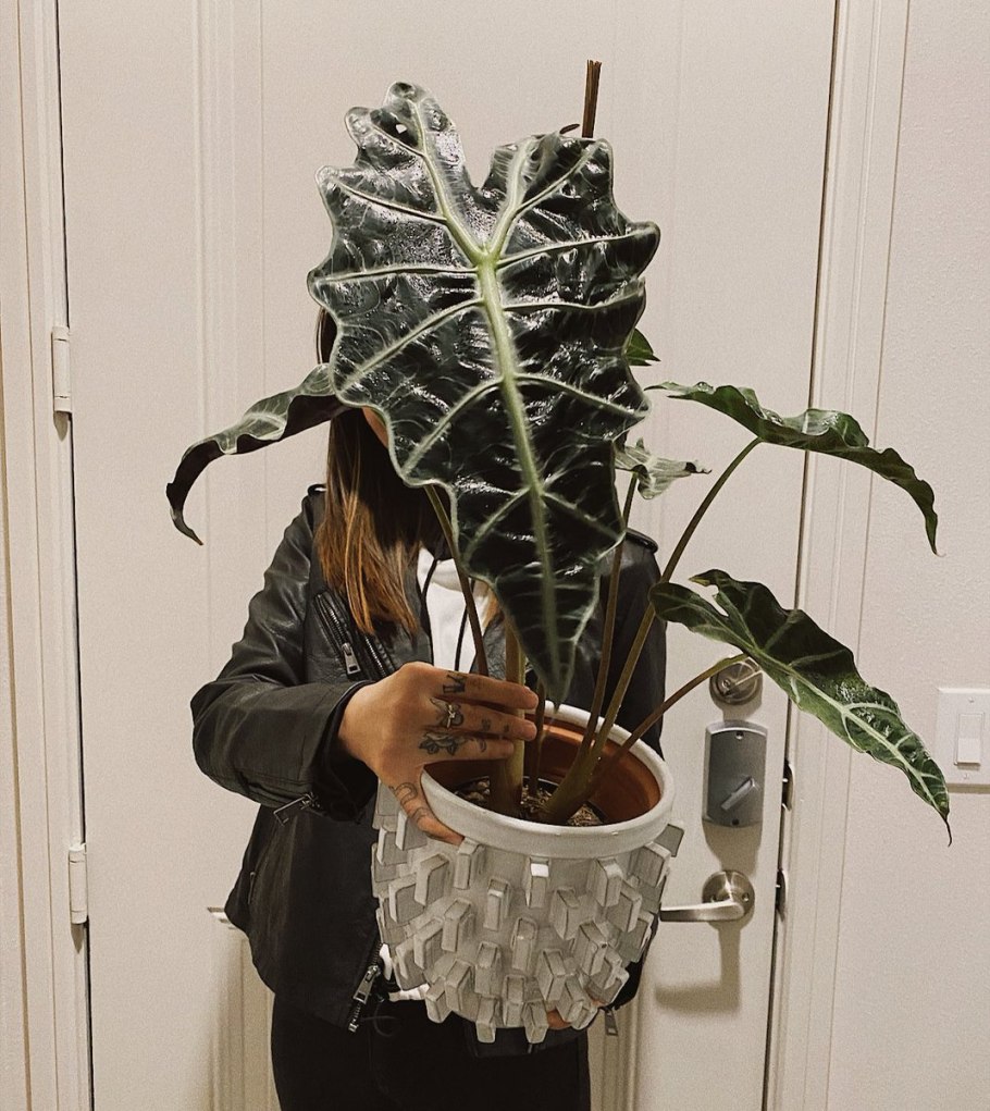 Алоказия Амазоника