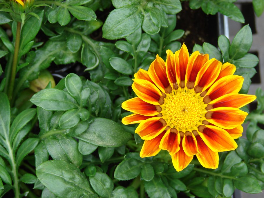 Почвопокровные кустарники многолетники