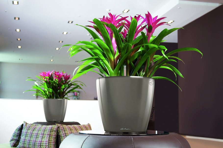 Эмеральд Палм растение