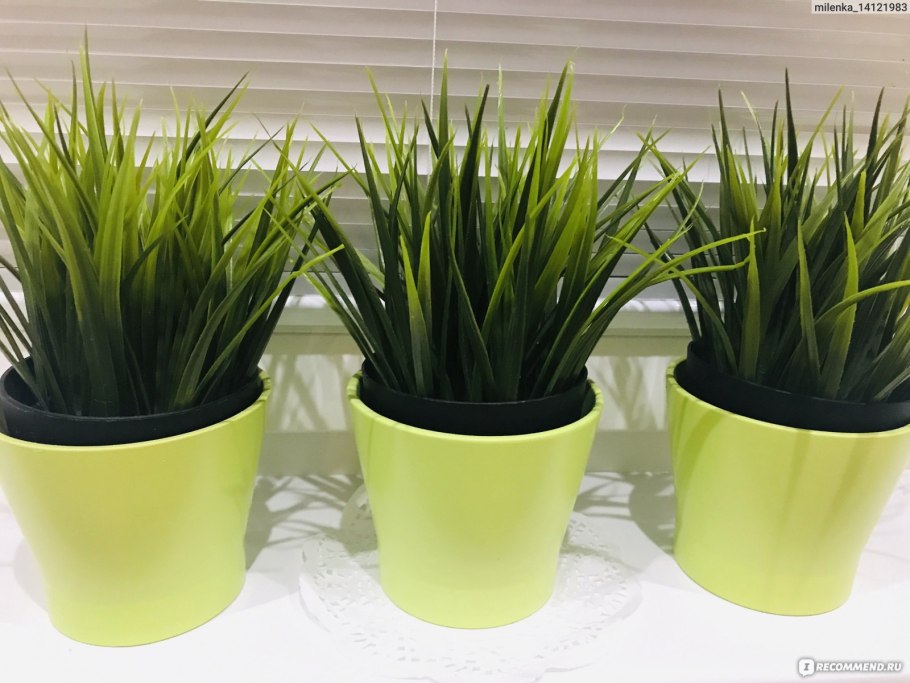 Неприхотливые комнатные растения