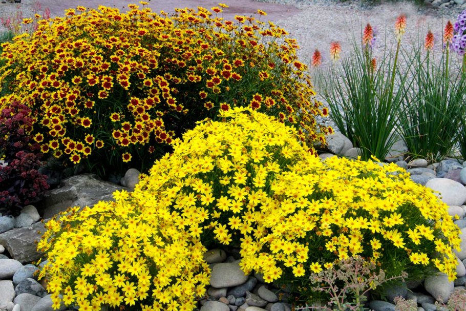 Тенелюбивые горшечные растения