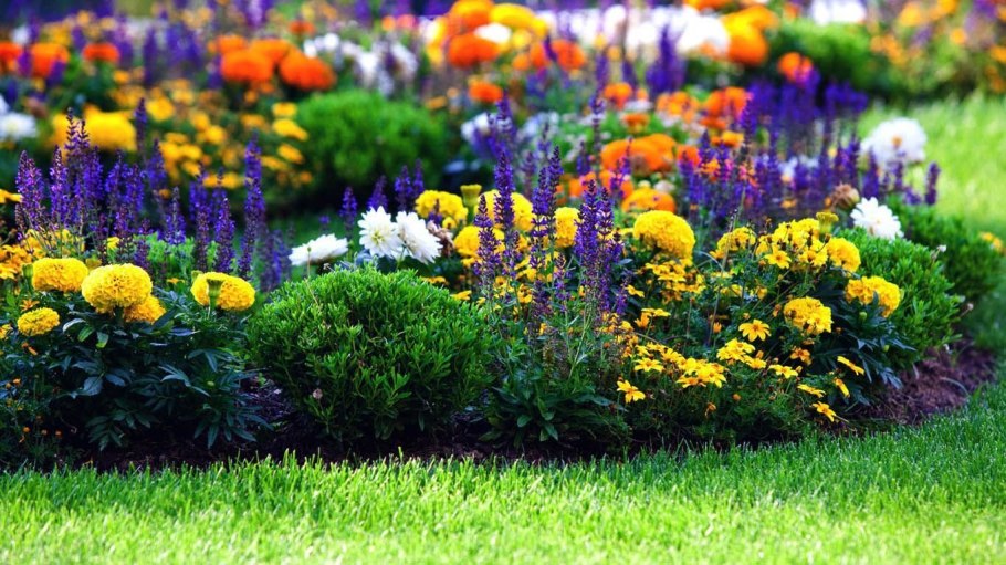 Рудбекия блестящая Гольдштурм