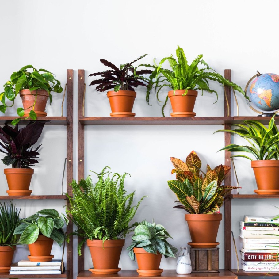 Аглаонема и Аспидистра