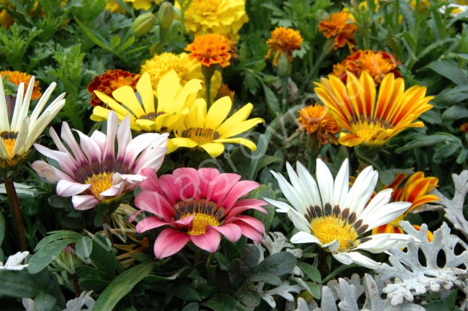 Хоста ползучая