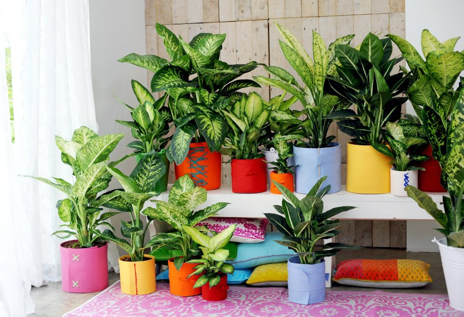 Спатифиллум в горшке