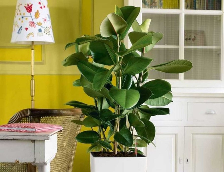 Спатифиллум луковичный