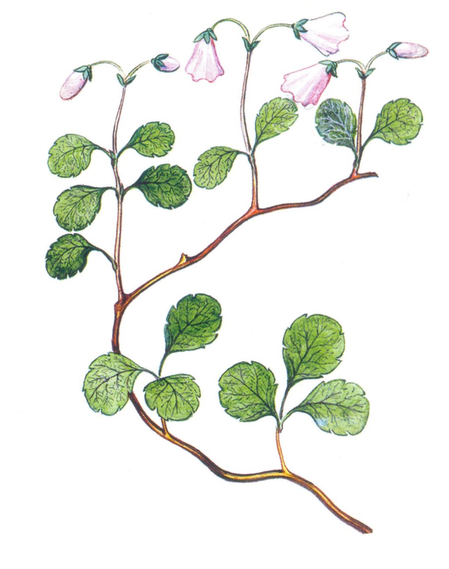 Linnaea borealis
