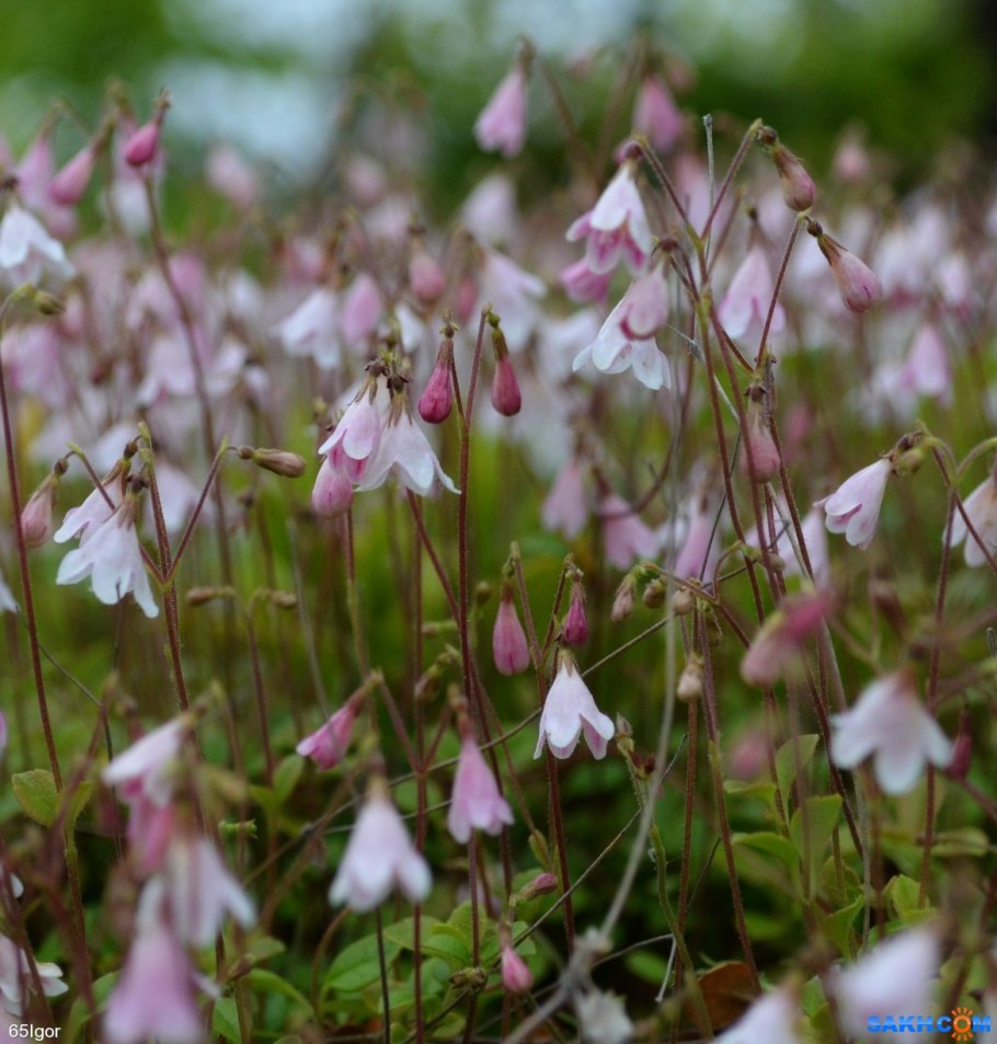 Северная Линнея ягода