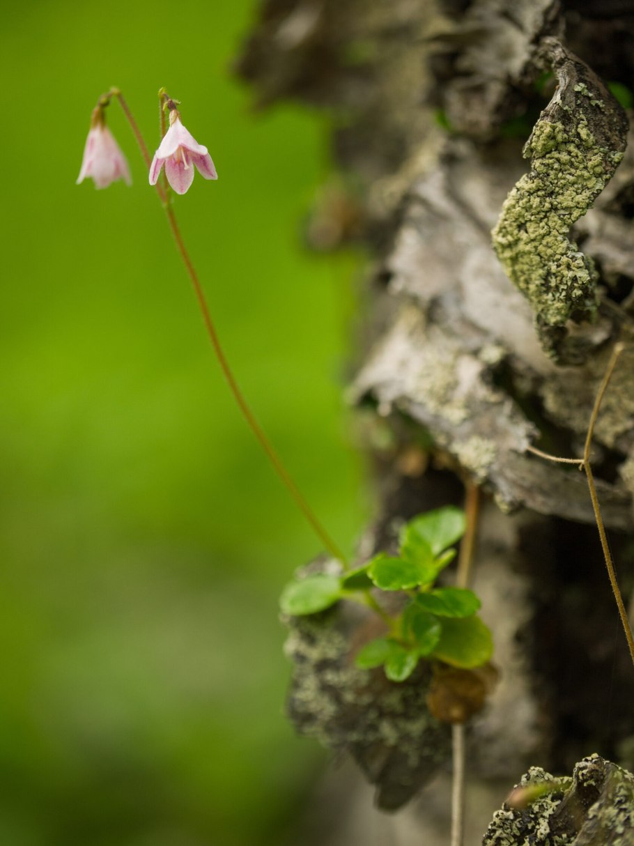 Растения открытые Линнеем